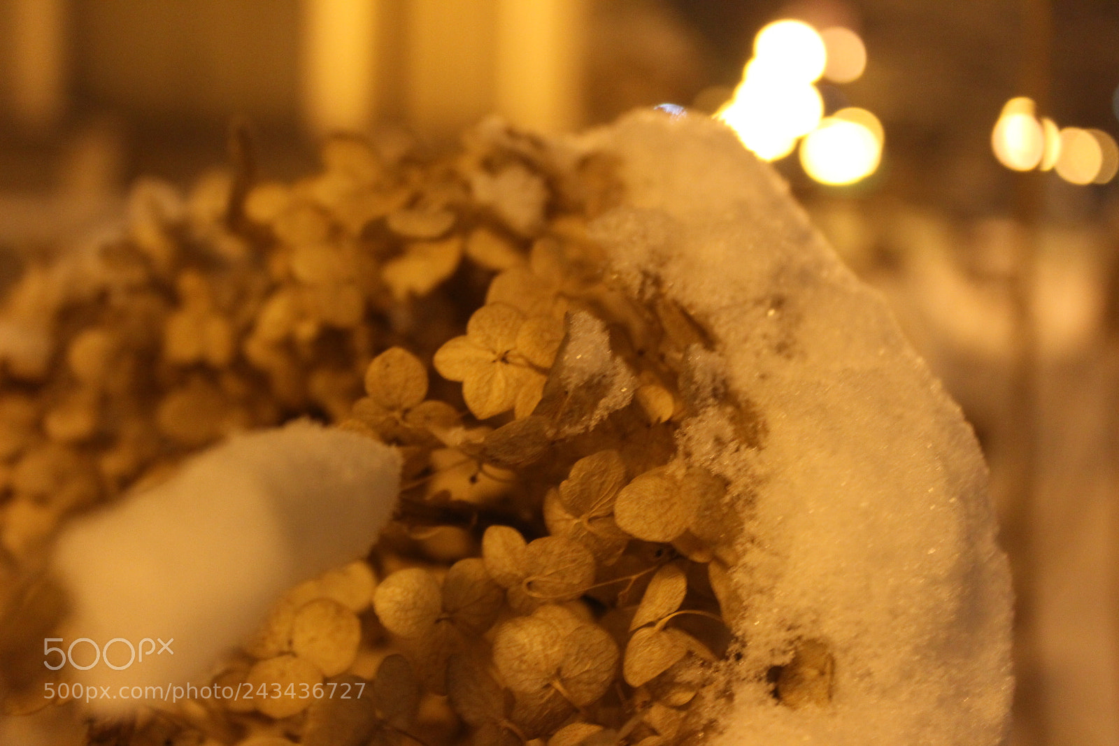 Canon EF-S 18-55mm F3.5-5.6 III sample photo. Untitled photography