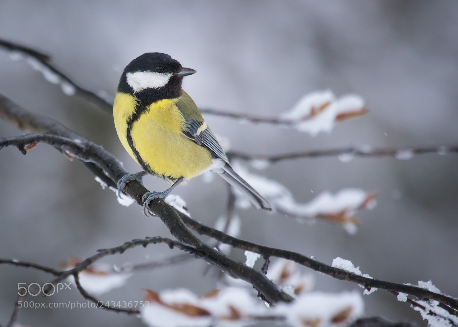 Canon EOS 7D Mark II sample photo. Titmouse photography