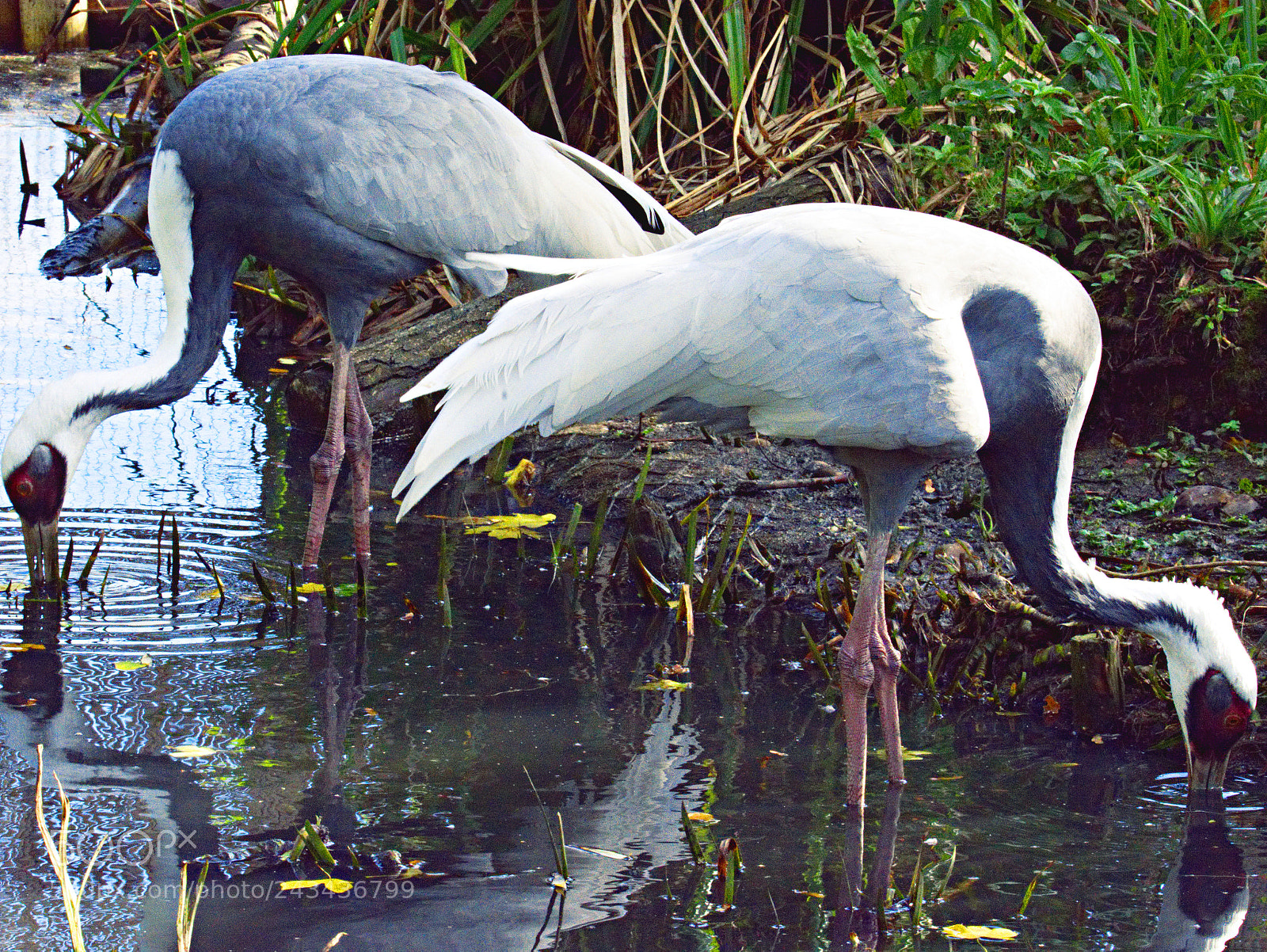 Nikon D7100 sample photo. Herons photography