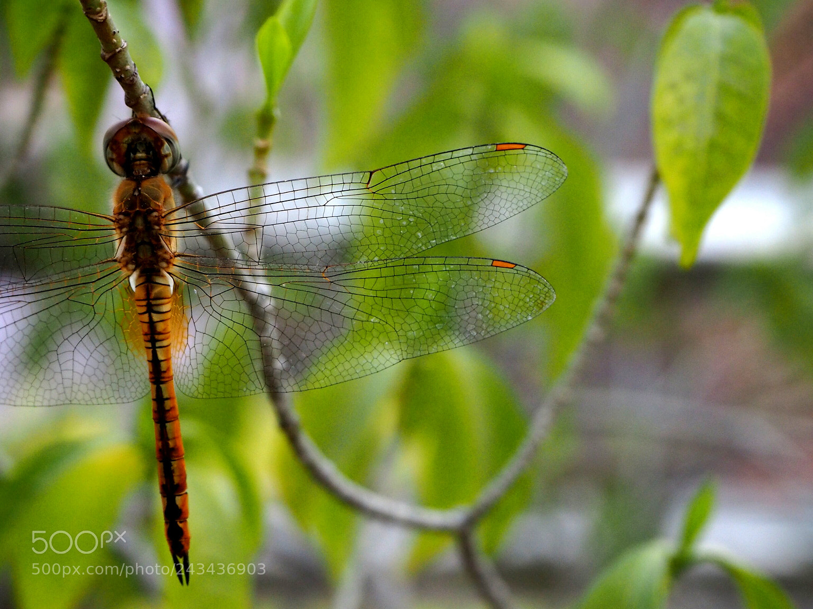 Olympus PEN E-PL7 sample photo. The art of nature photography