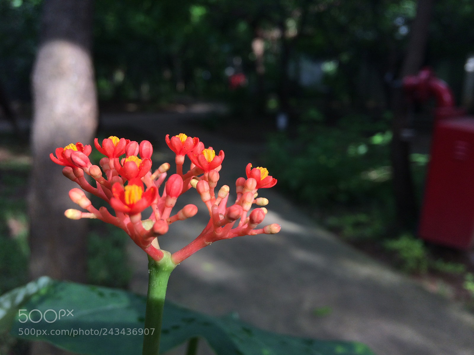Apple iPhone 5s sample photo. Yet to blossom!! photography