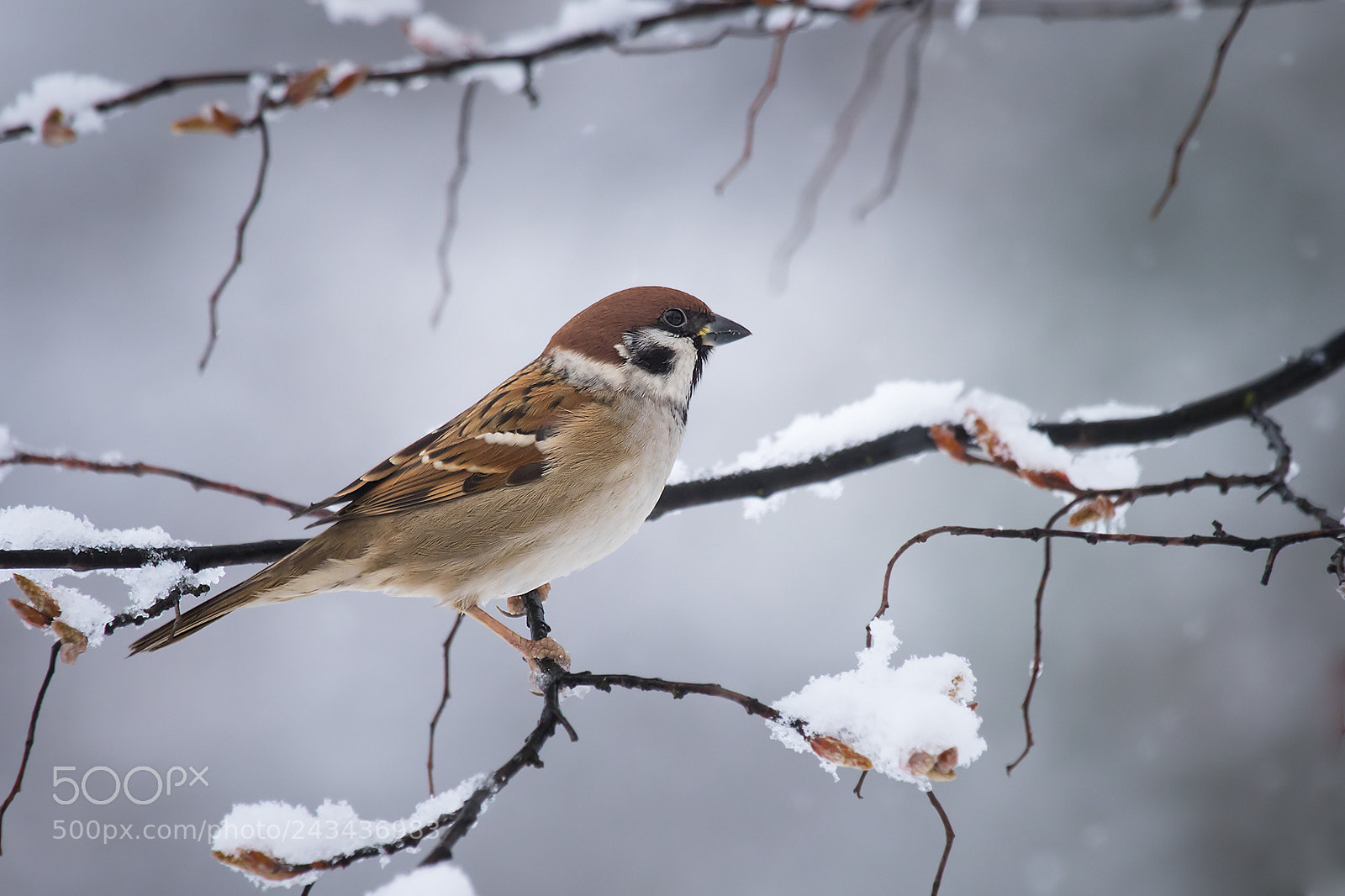 Canon EOS 7D Mark II sample photo. Sparrow photography