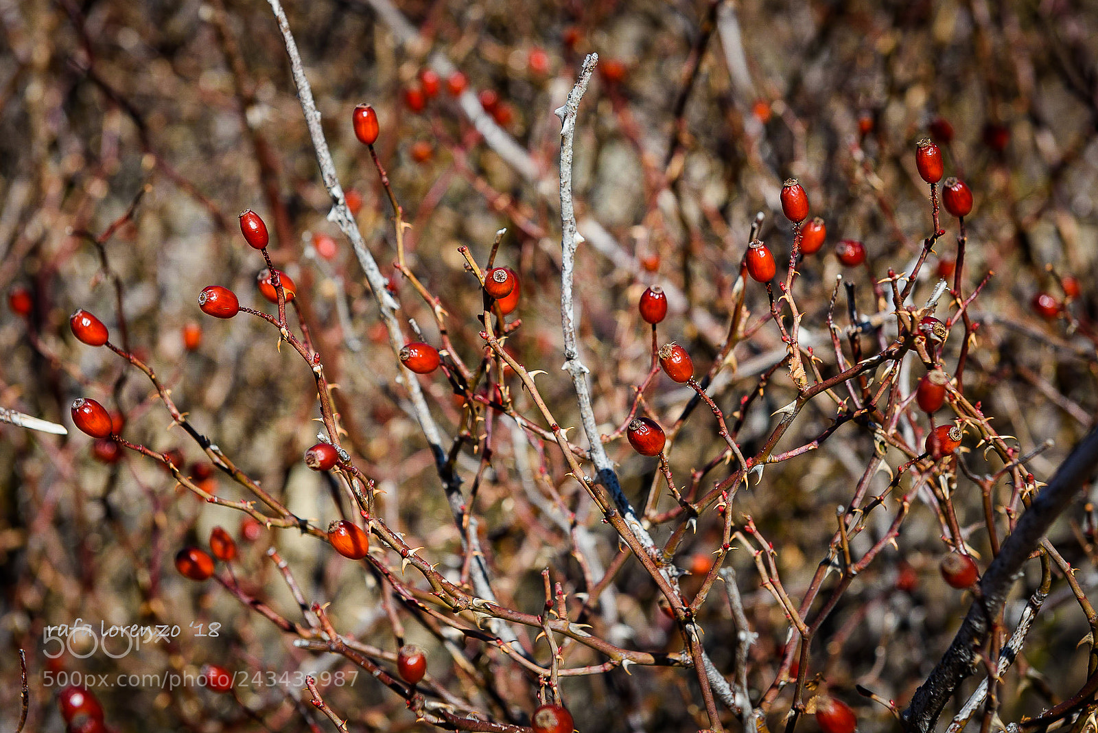 Nikon D810 sample photo. Naturaleza en invierno photography