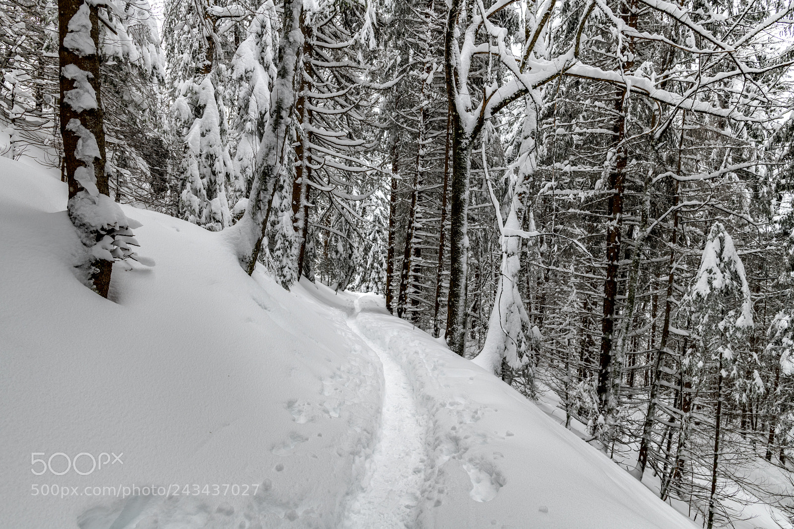 Nikon D850 sample photo. Monochrome winter photography