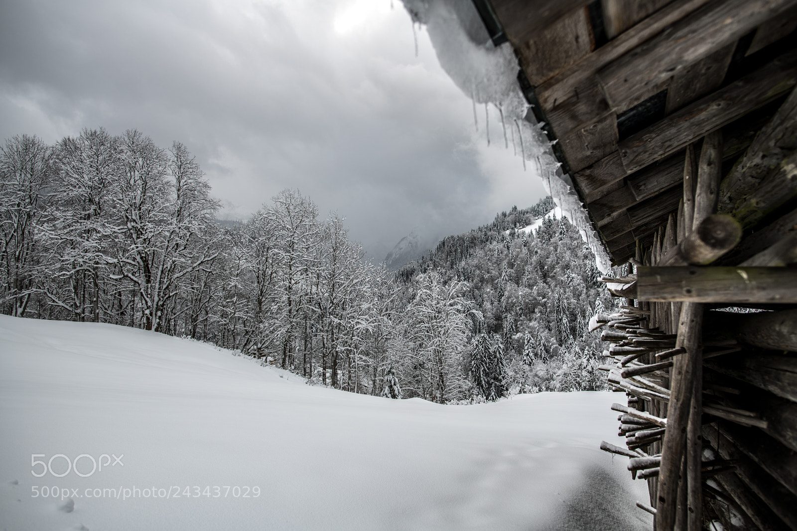 Nikon D850 sample photo. Monochrome winter photography