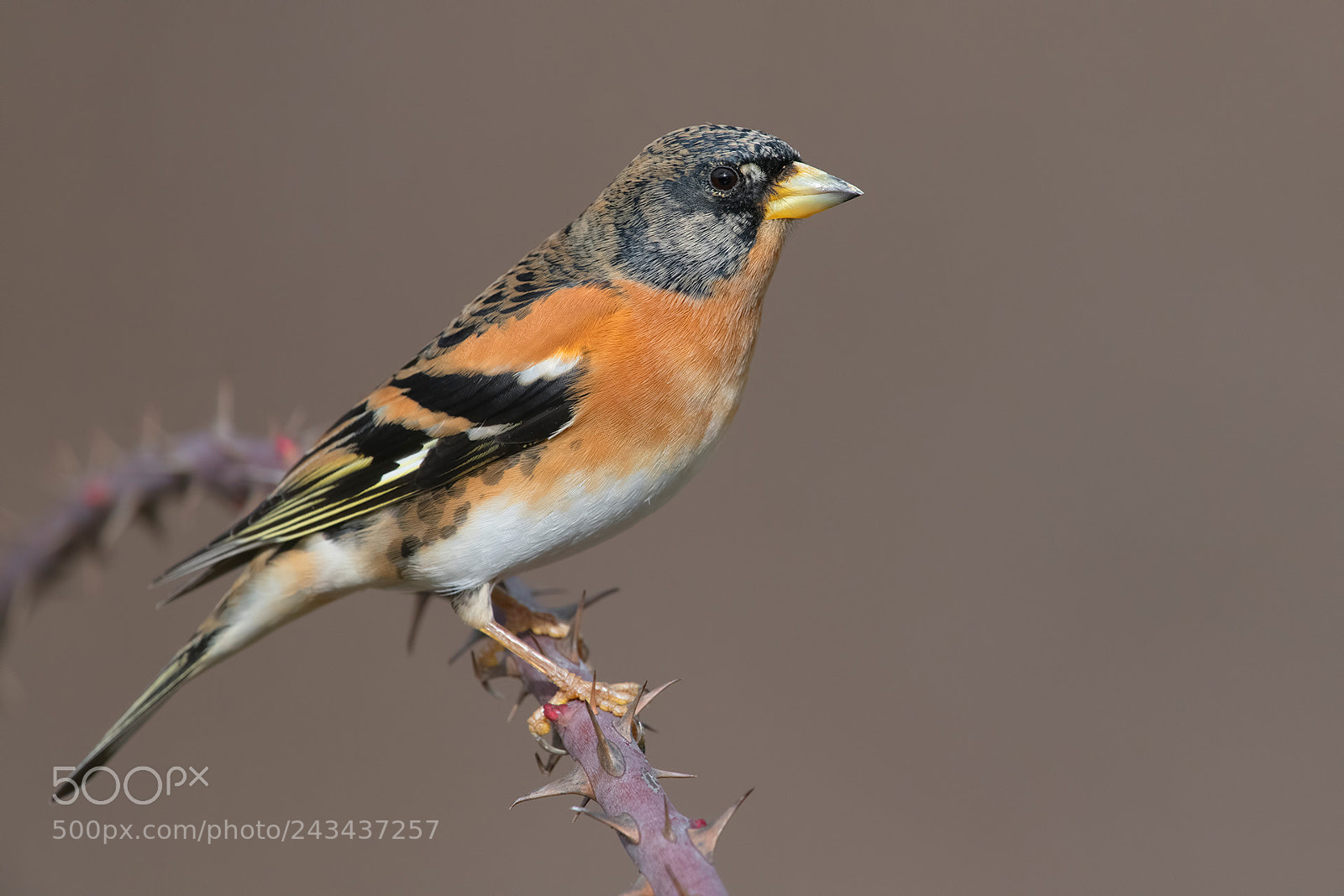 Nikon D850 sample photo. Brambling photography