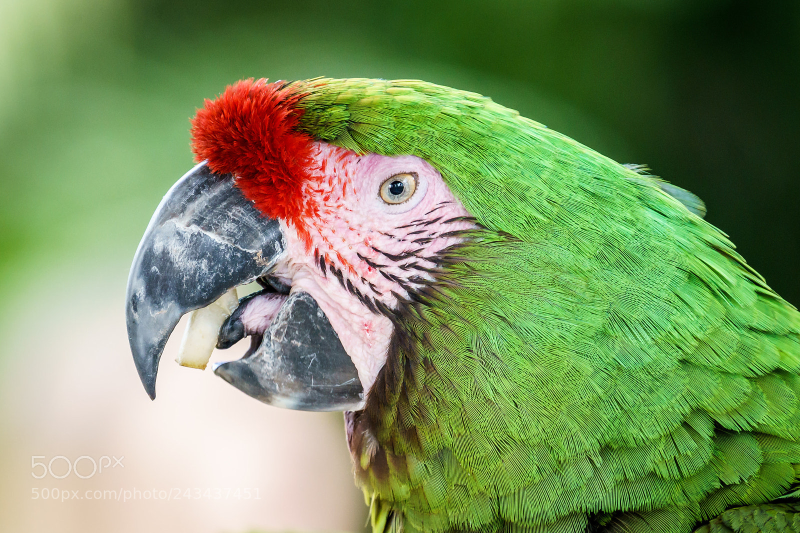 Sony a7R II sample photo. Great green macaw photography