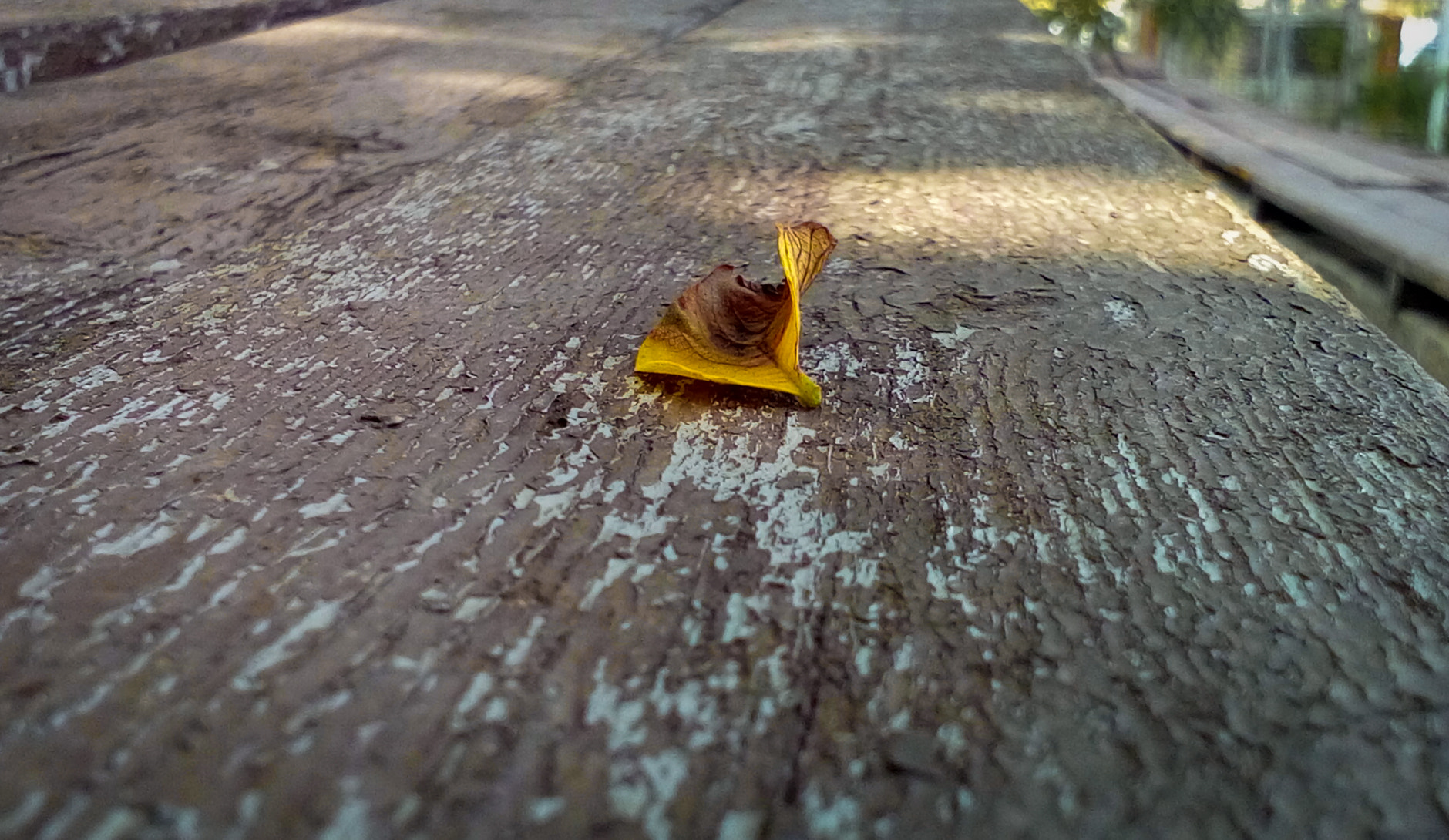 LG LEON sample photo. Yellow photography