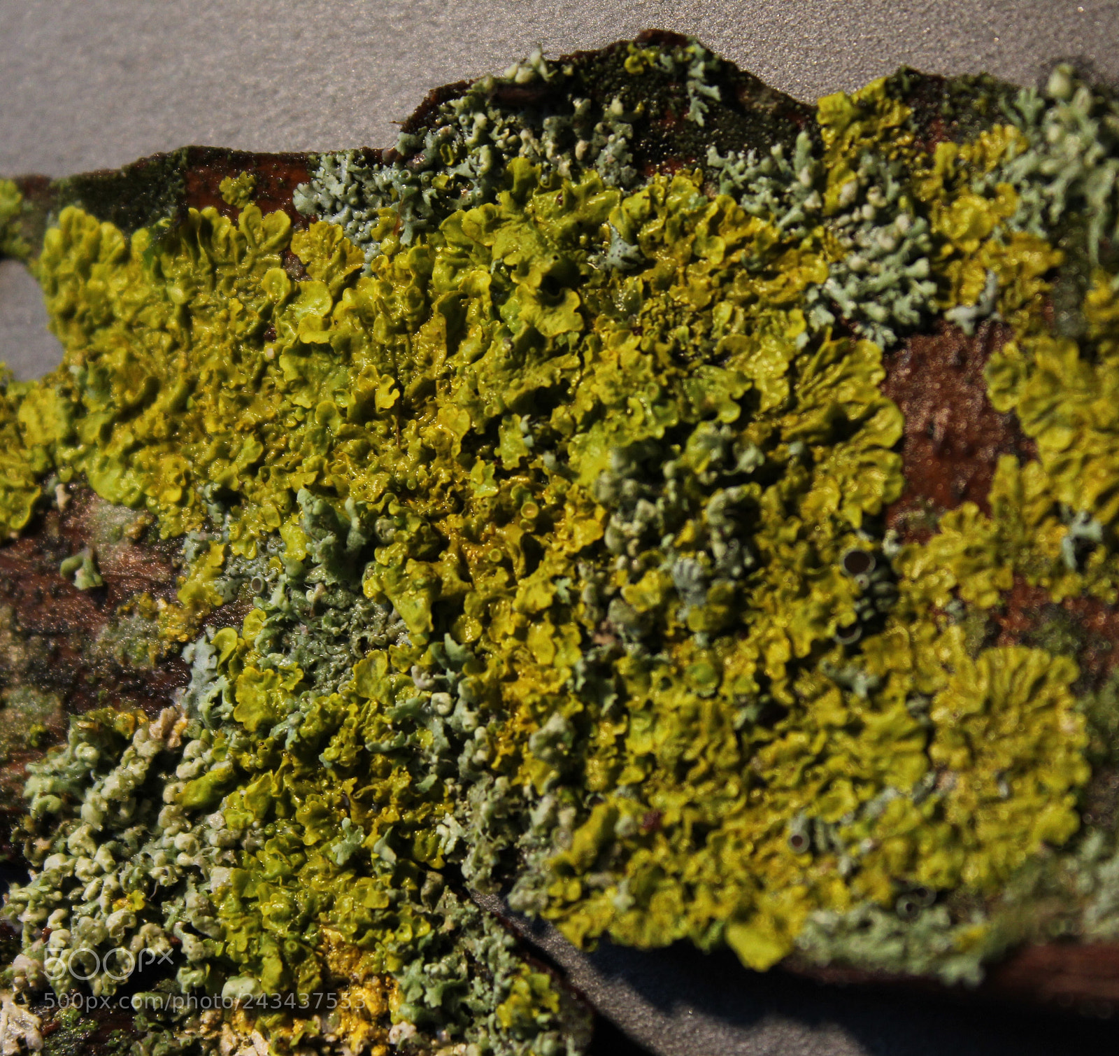 Canon EOS 1300D (EOS Rebel T6 / EOS Kiss X80) sample photo. Lichen and moss 2 photography