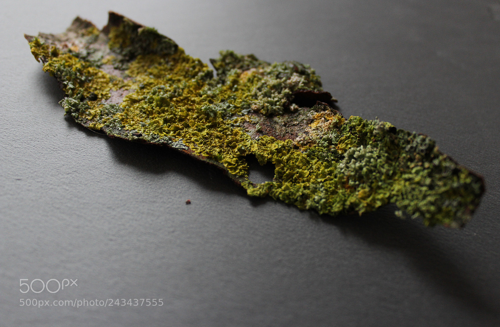 Canon EOS 1300D (EOS Rebel T6 / EOS Kiss X80) sample photo. Lichen and moss 1 photography
