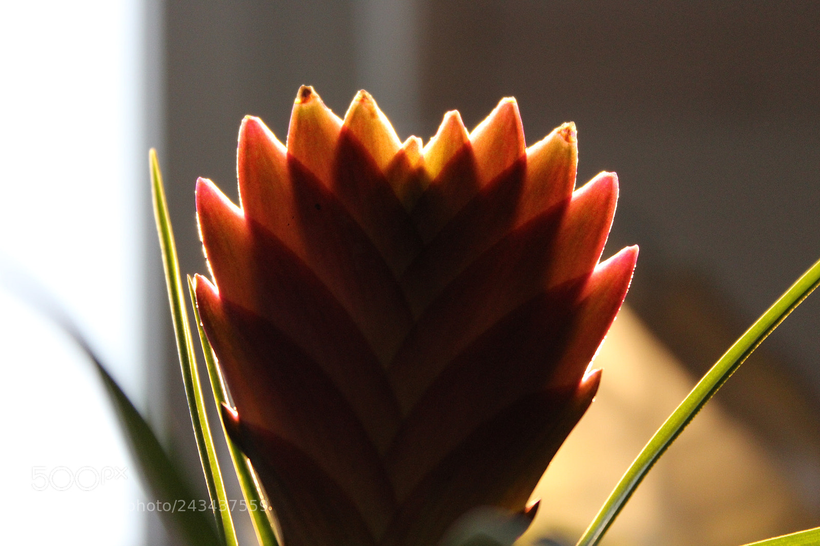 Canon EF-S 18-55mm F3.5-5.6 III sample photo. Bromelia photography