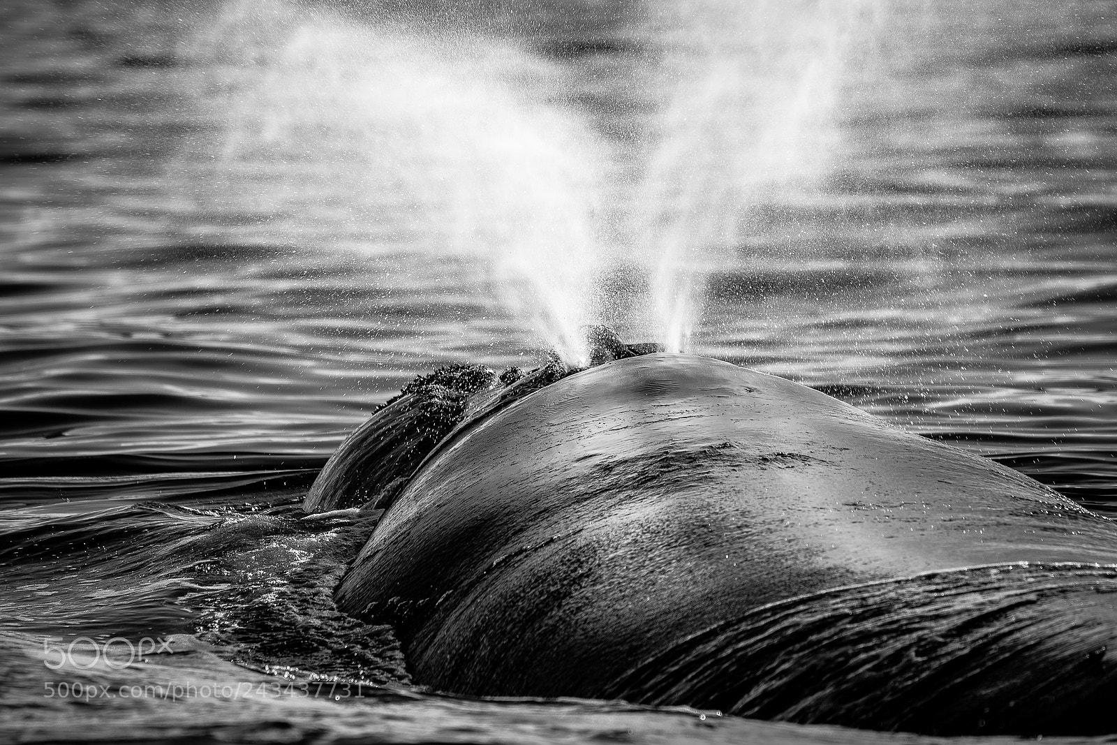 Sony SLT-A99V sample photo. Whale photography