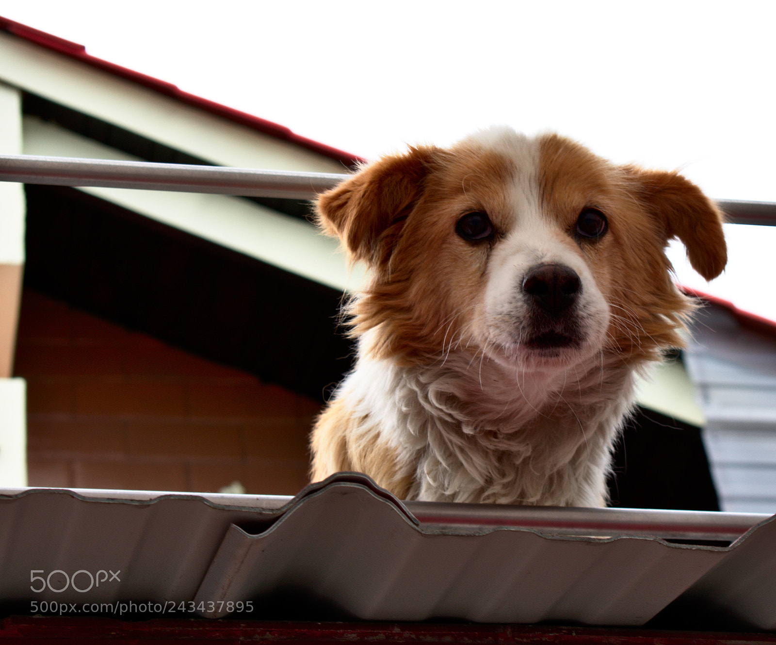 Nikon D3400 sample photo. Dog photography