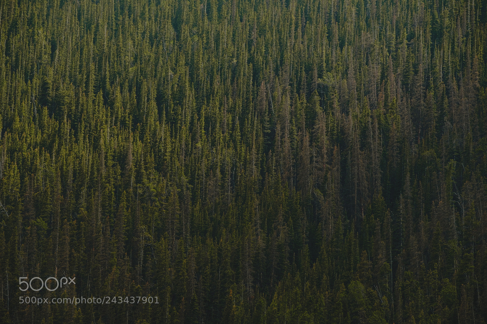 Fujifilm X-T2 sample photo. Patterns of nature photography