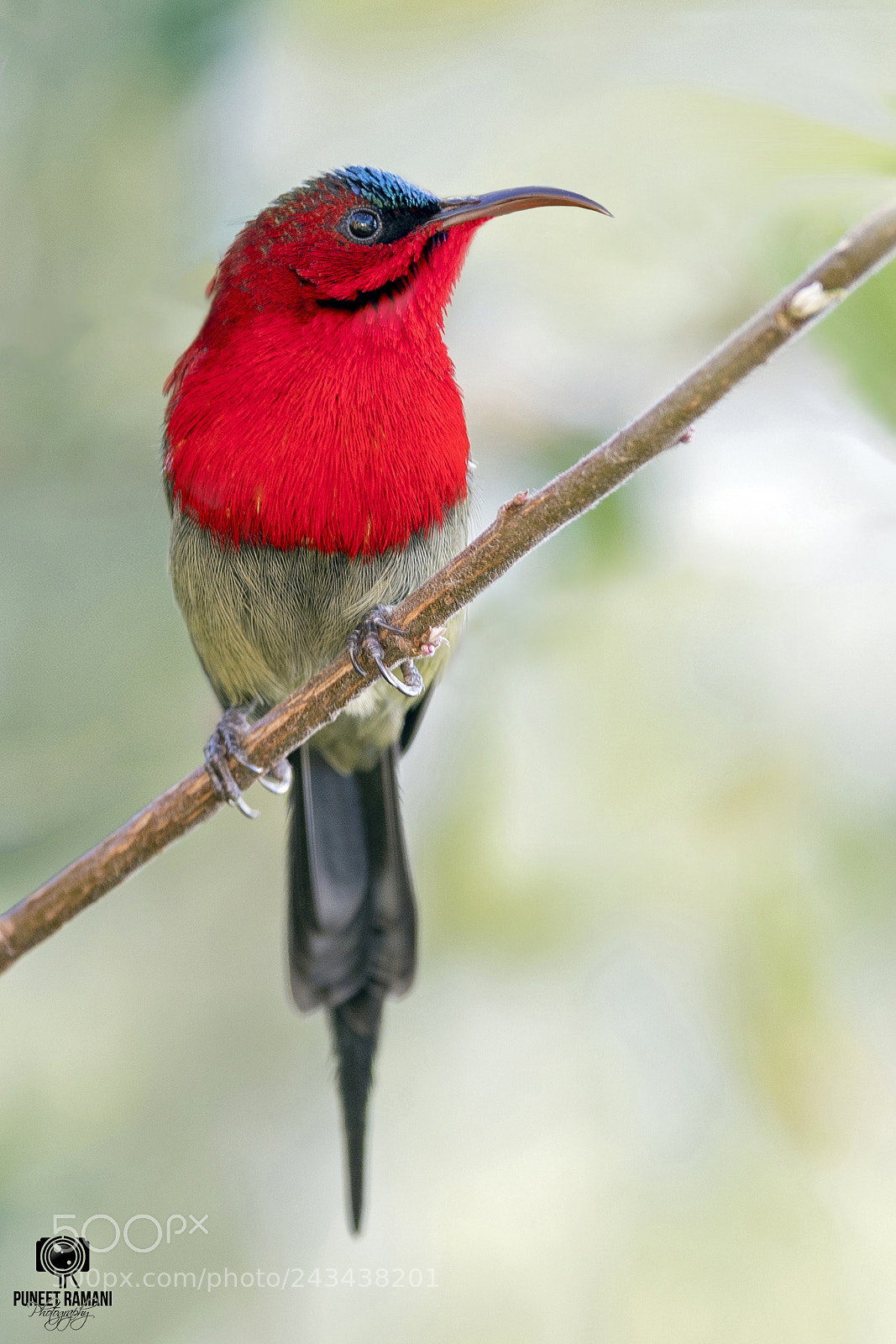 Nikon D5 sample photo. Crimson sunbird photography