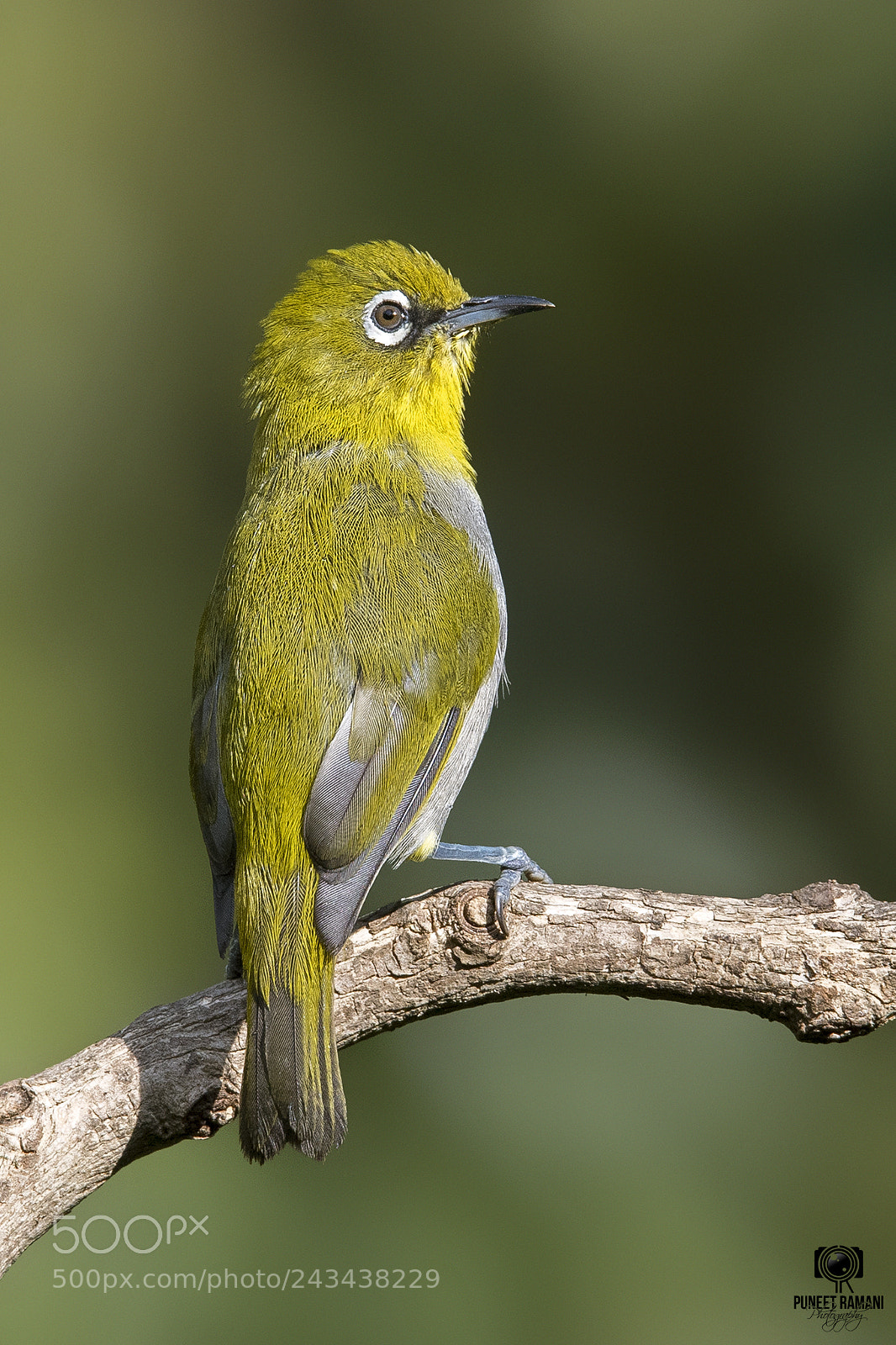 Nikon D5 sample photo. Oriental white eye photography