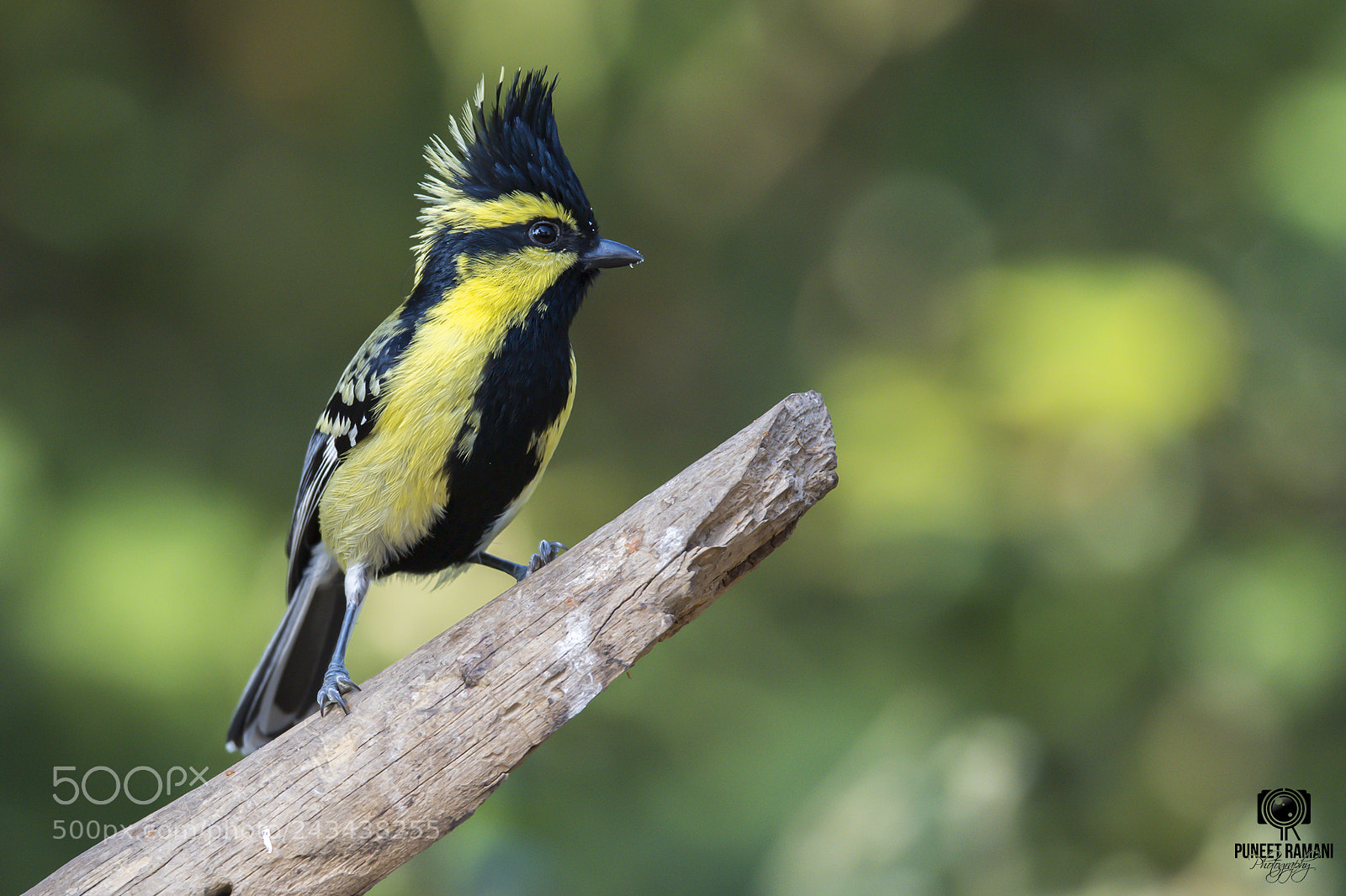 Nikon D5 sample photo. Himalayan black-lored tit photography