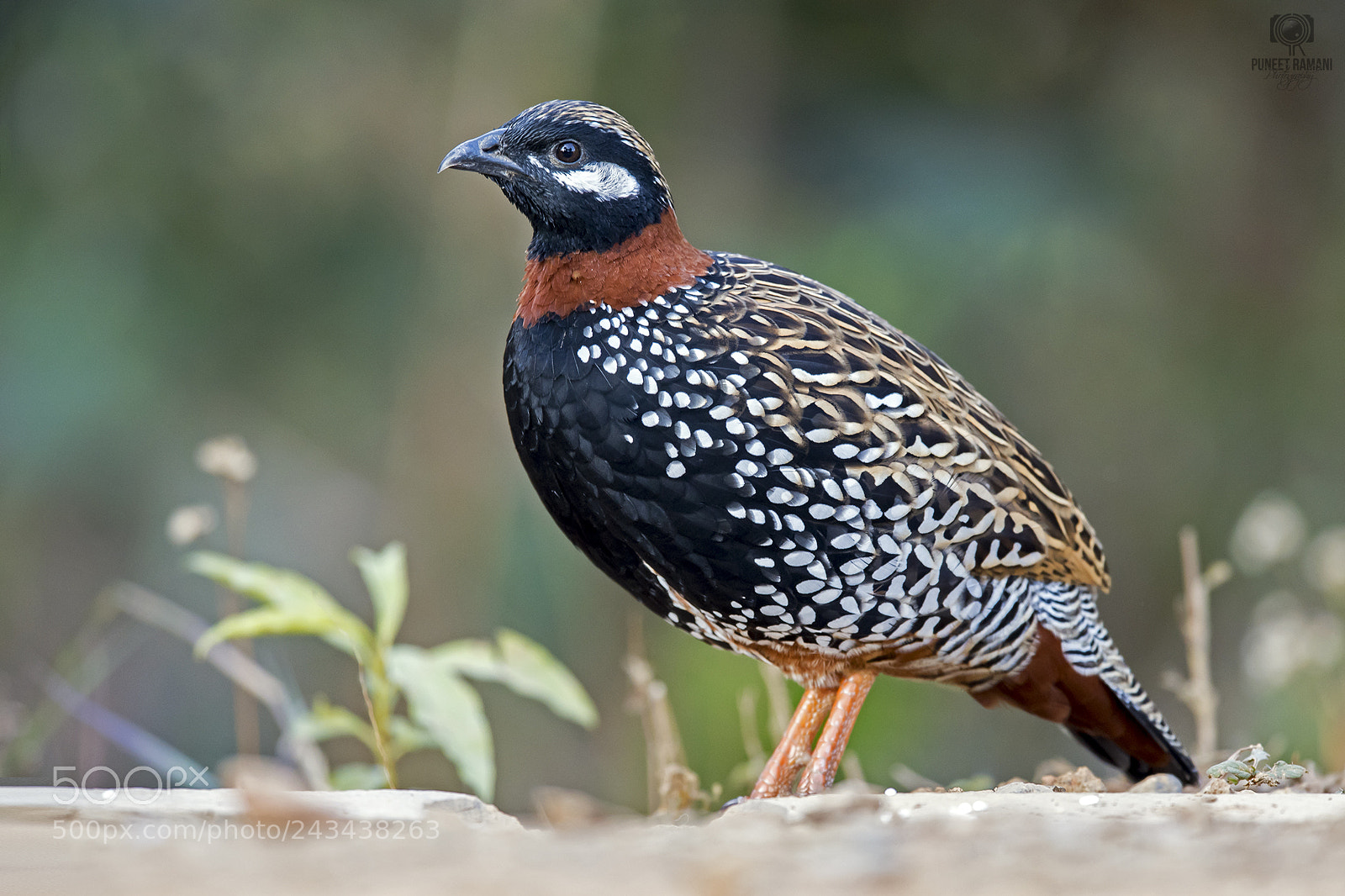 Nikon D5 sample photo. Black francolin photography
