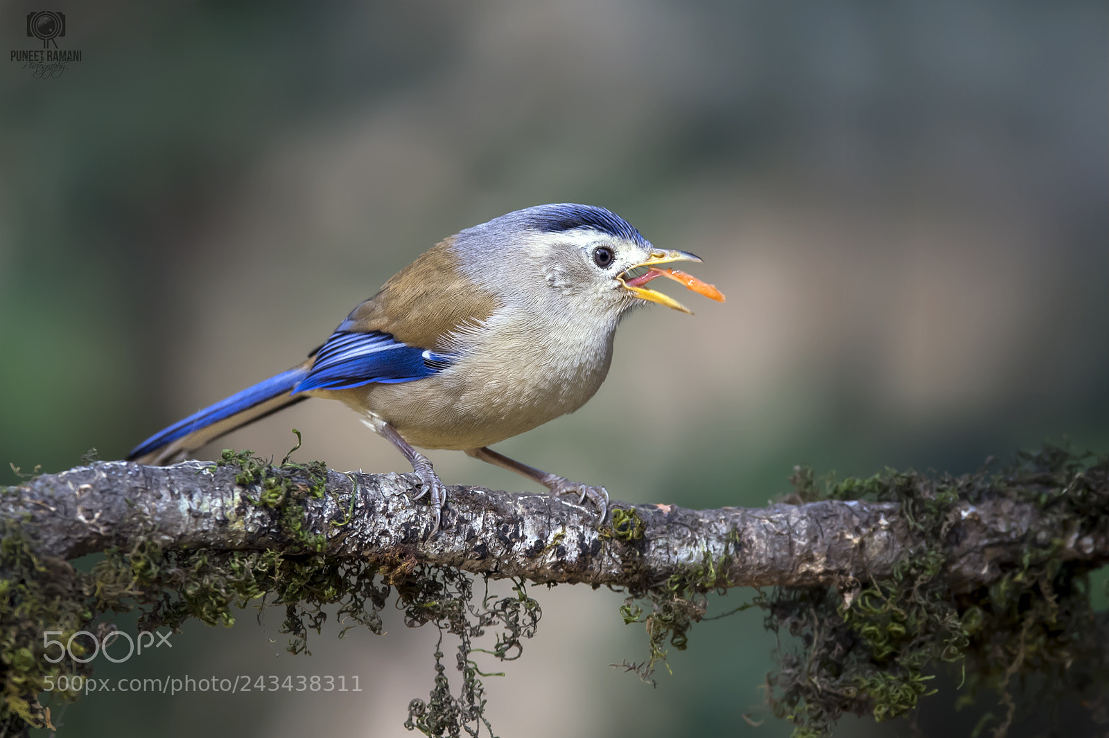 Nikon D5 sample photo. Blue-winged siva photography