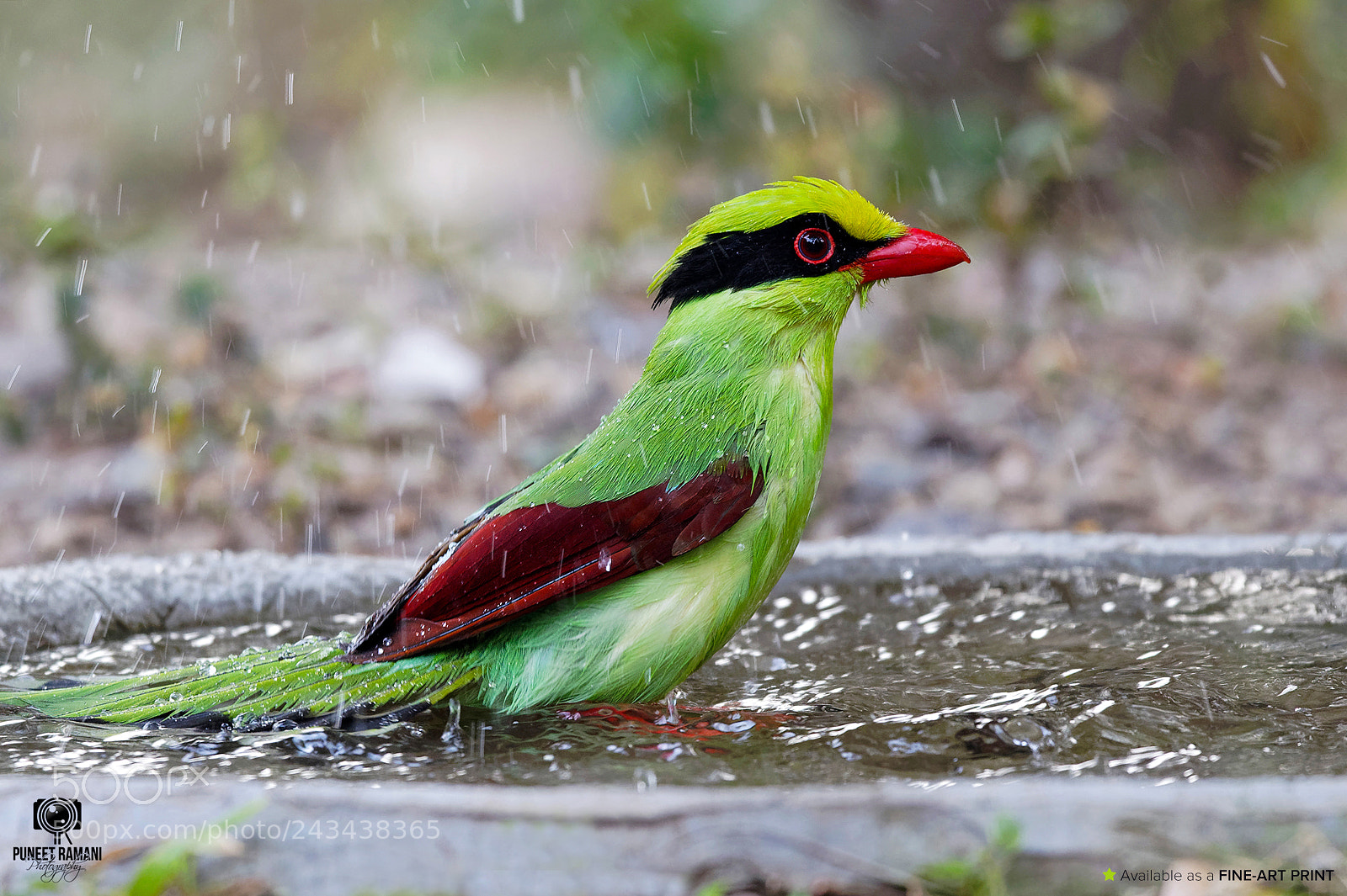 Nikon D5 sample photo. Common green magpie photography