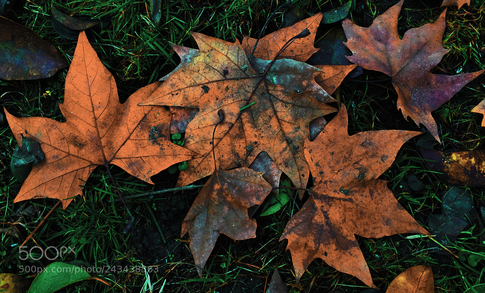 Apple iPhone 6s Plus sample photo. Otoño photography