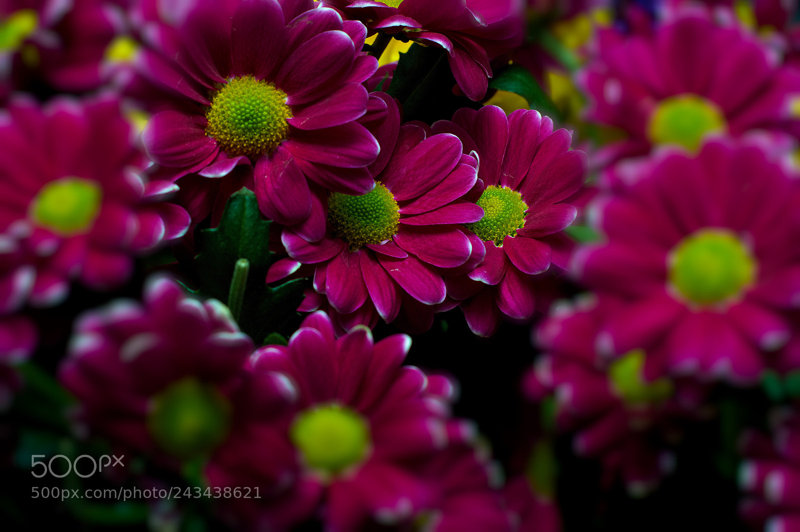 Nikon D3200 sample photo. Purple chrysanthemum photography