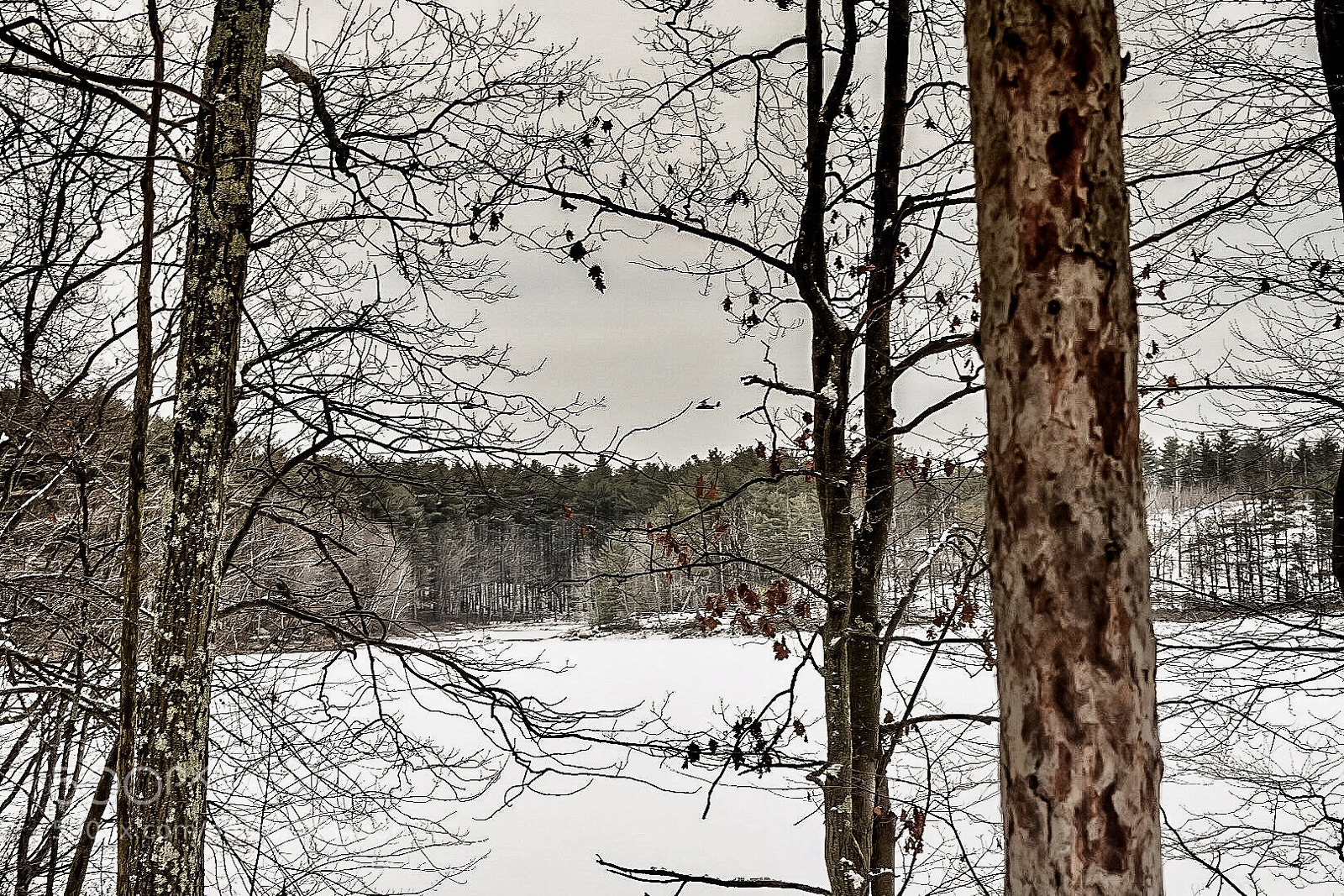 Nikon D7200 sample photo. Thru the tress photography