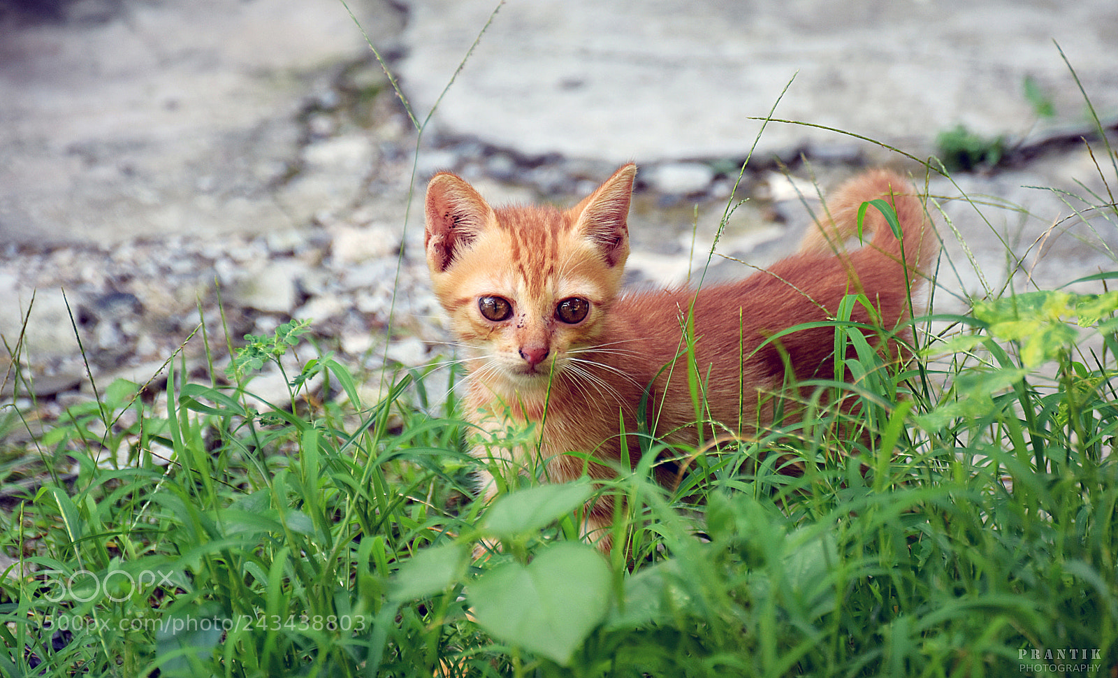 Nikon D5500 sample photo. The naughty look photography