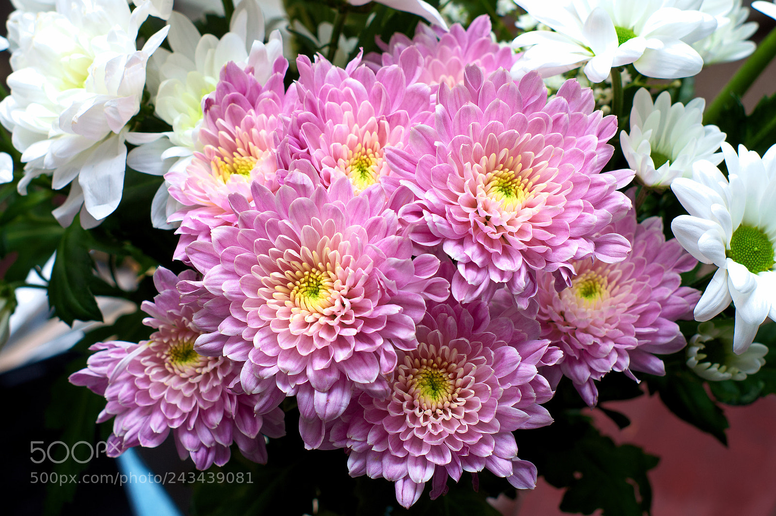 Nikon D3200 sample photo. Chrysanthemums photography
