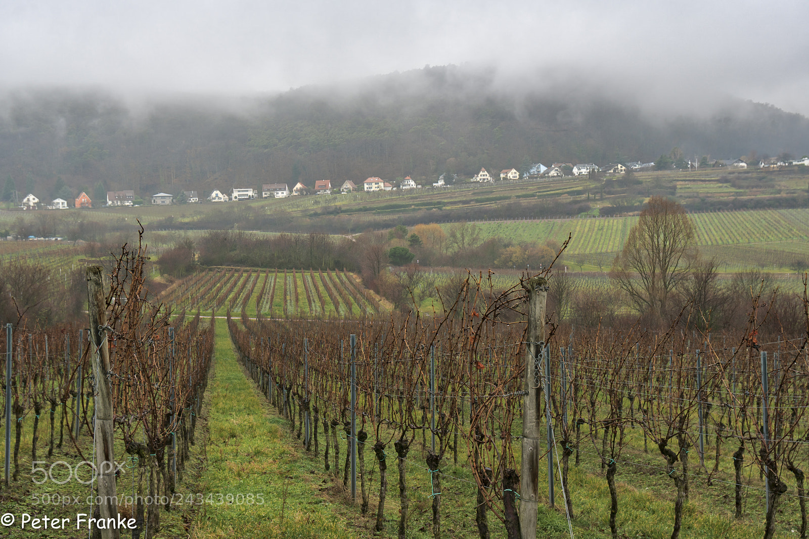 Sony a6300 sample photo. Pfalzwald koenigsbach weinberg photography