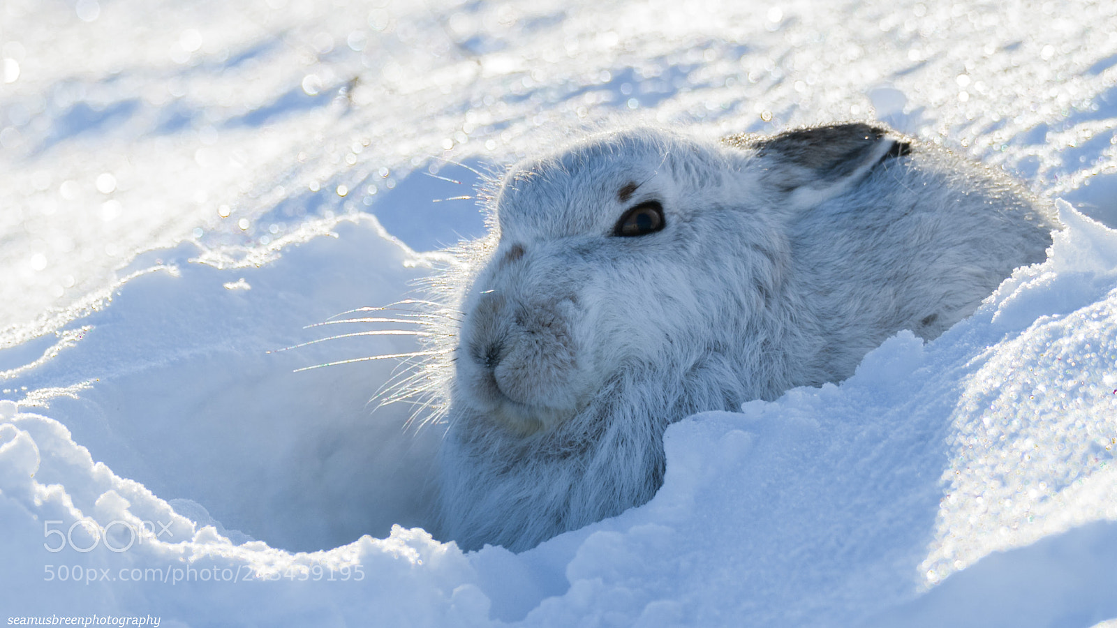 Nikon D850 sample photo. Mountain hare close up photography
