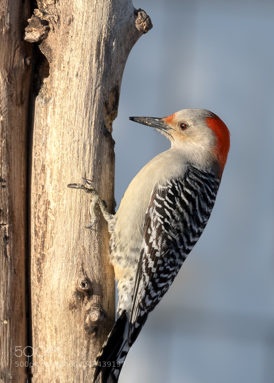 Nikon D500 sample photo. Red-bellied woodpecker photography