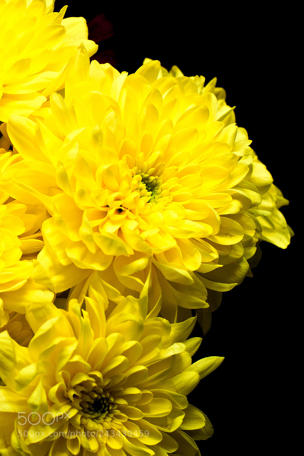 Nikon D3200 sample photo. Yellow blaze photography