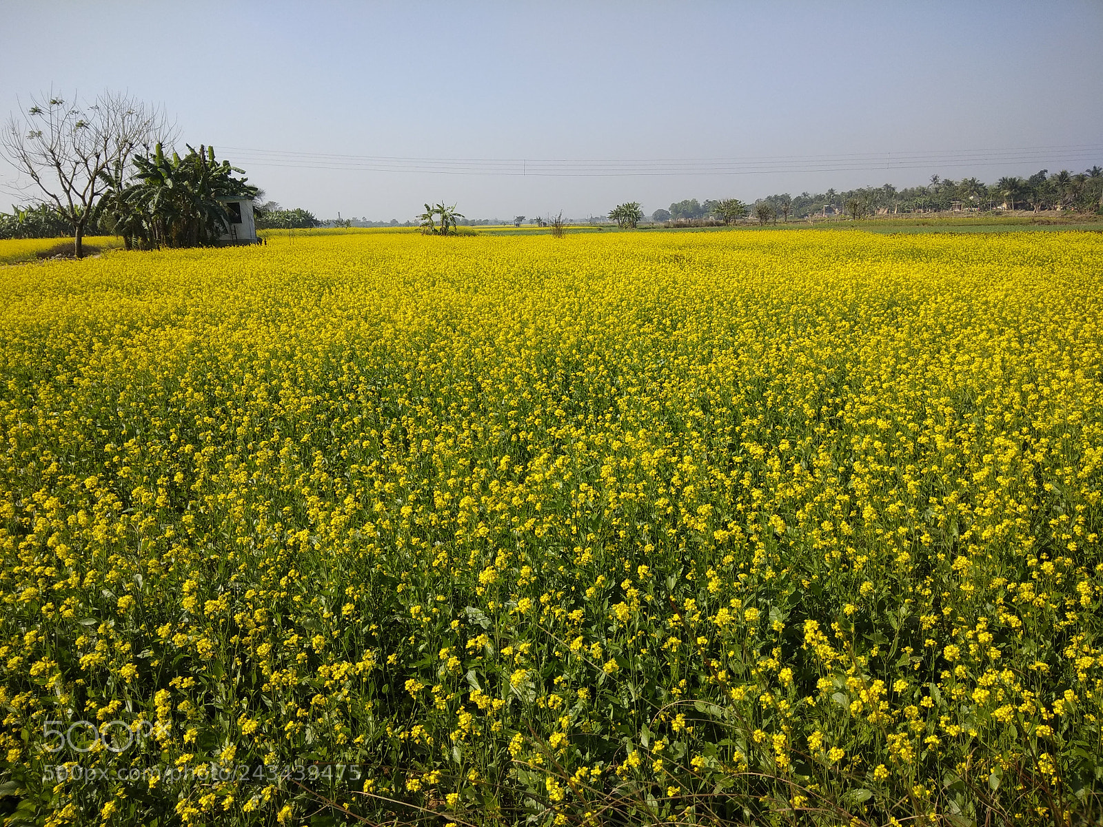 Xiaomi Redmi Note 4 sample photo. Img_20180106_110203.jpg photography