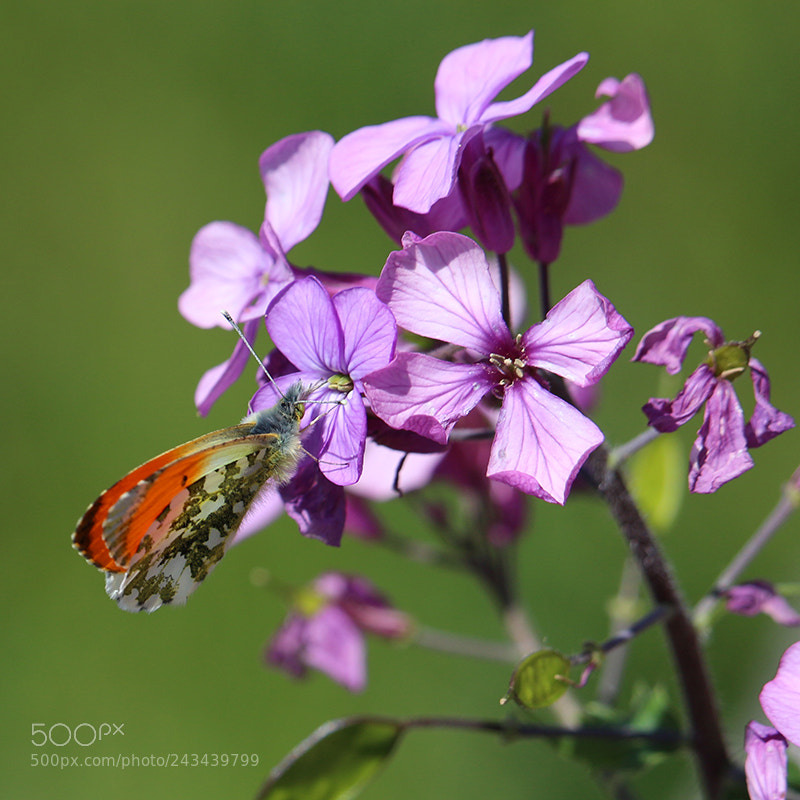 Canon EOS 700D (EOS Rebel T5i / EOS Kiss X7i) sample photo. Orange tip butterfly photography