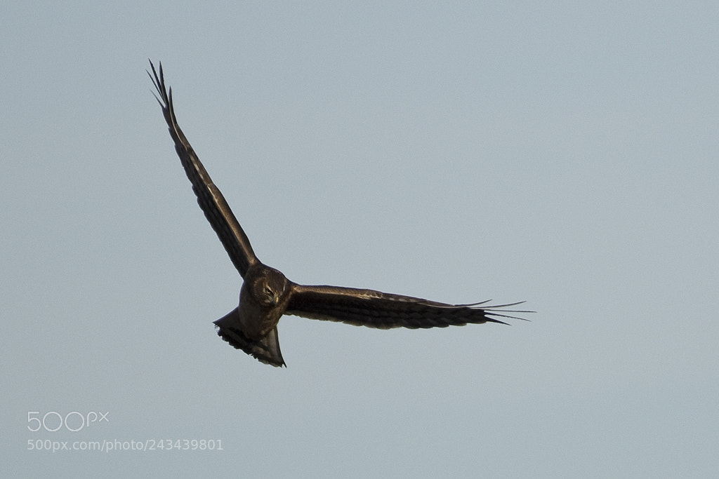 Canon EOS 7D Mark II sample photo. Northern harrier hawk, connecticut, 2017 photography