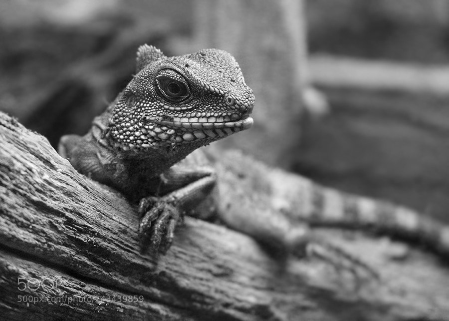 Canon EOS 700D (EOS Rebel T5i / EOS Kiss X7i) sample photo. Chinese water dragon photography