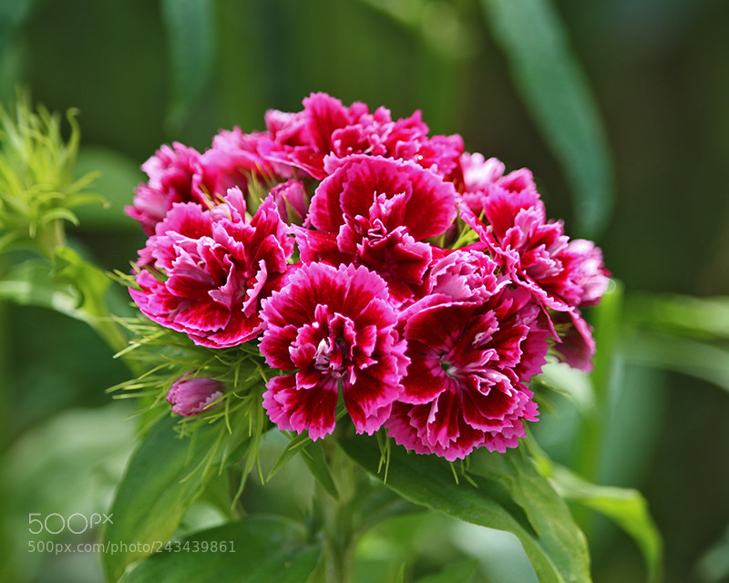Canon EOS 700D (EOS Rebel T5i / EOS Kiss X7i) sample photo. Deep pink turkish carnation photography