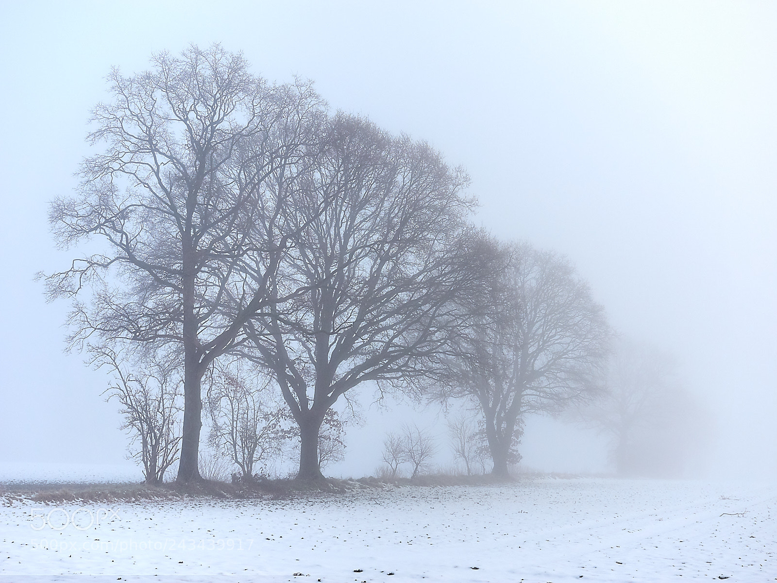 Olympus OM-D E-M1 sample photo. Winter fog photography