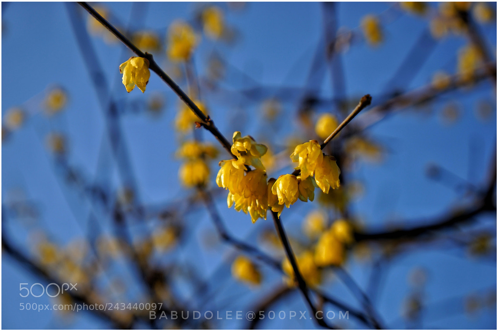 Sony a7 sample photo. Winter sweet photography