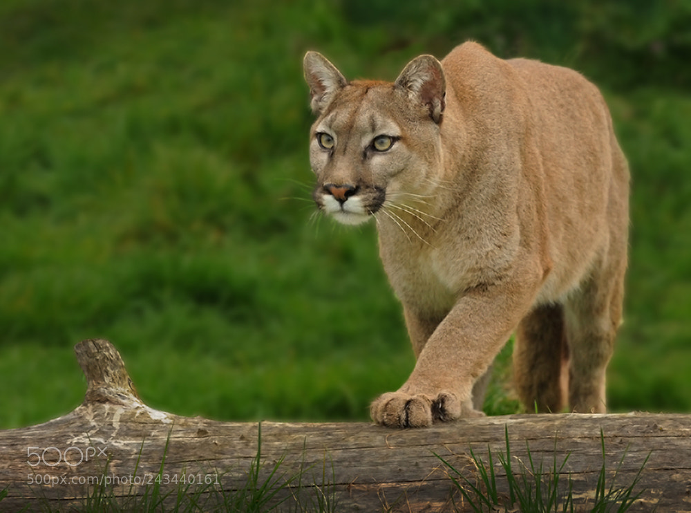 Nikon D700 sample photo. Puma photography