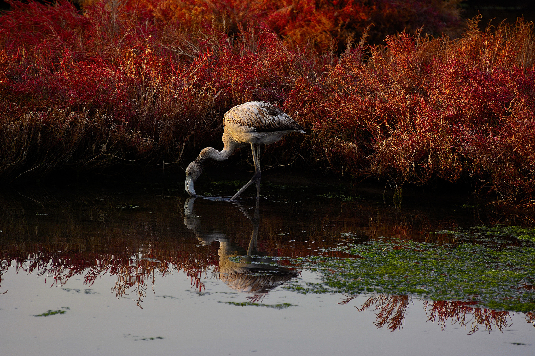 Nikon D7100 sample photo. Flamingo photography
