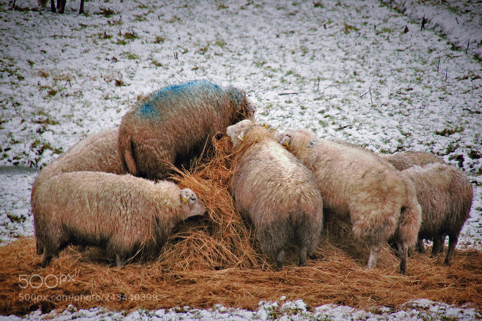 Canon PowerShot G3 X sample photo. Sheep photography