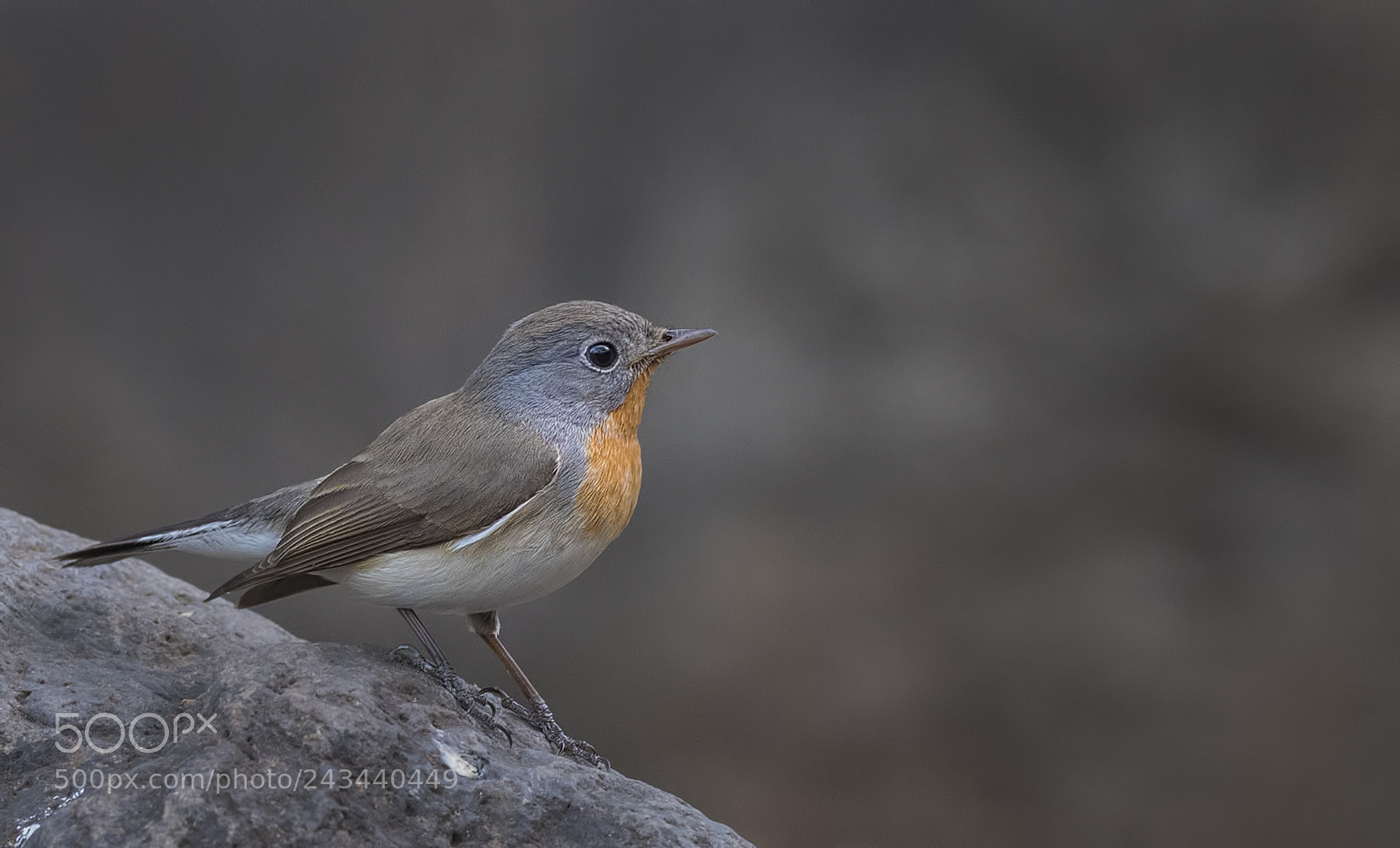 Nikon D500 sample photo. Red breasted flycatcher photography