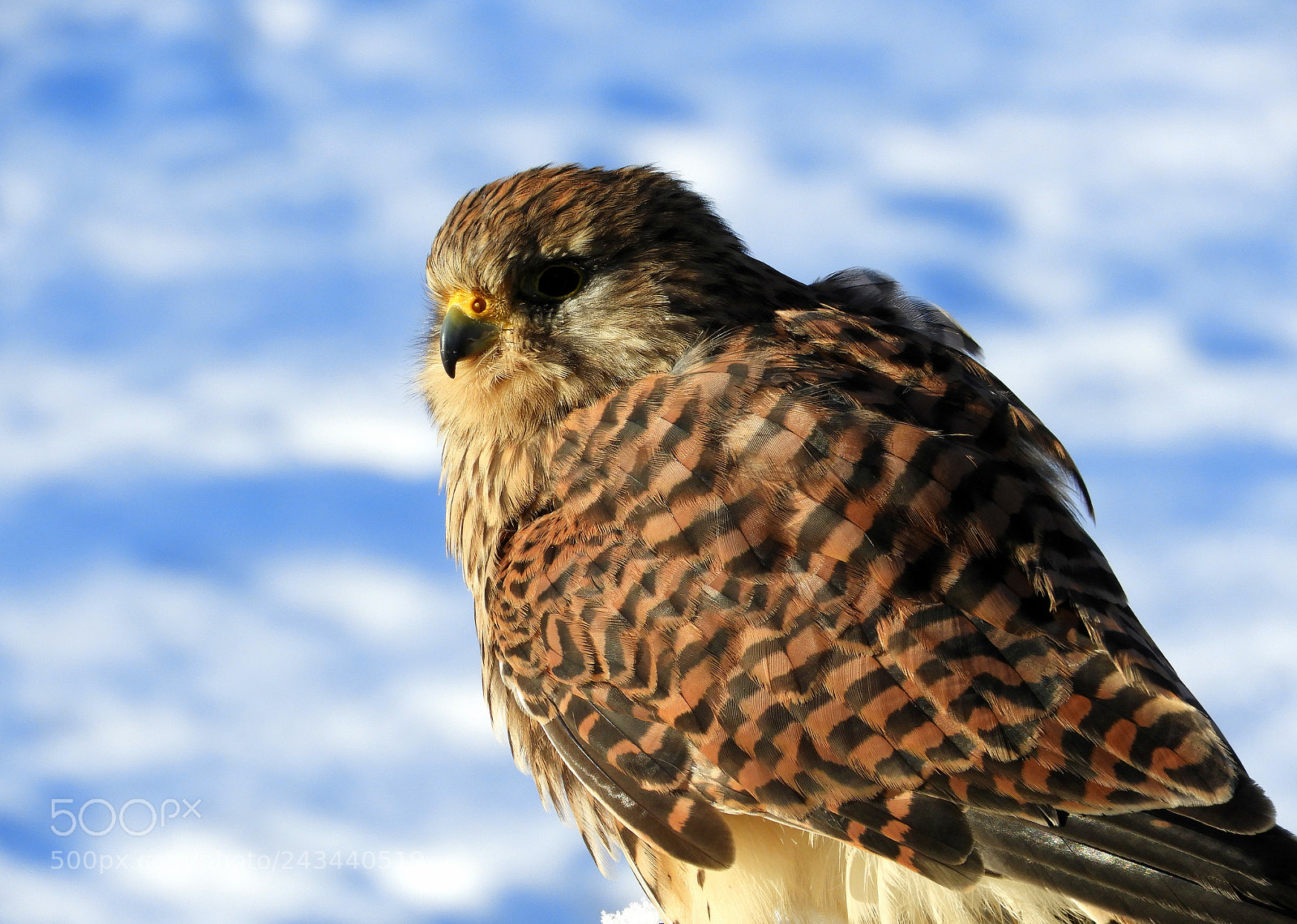 Nikon Coolpix B700 sample photo. Stunning female eurasian kestrel photography
