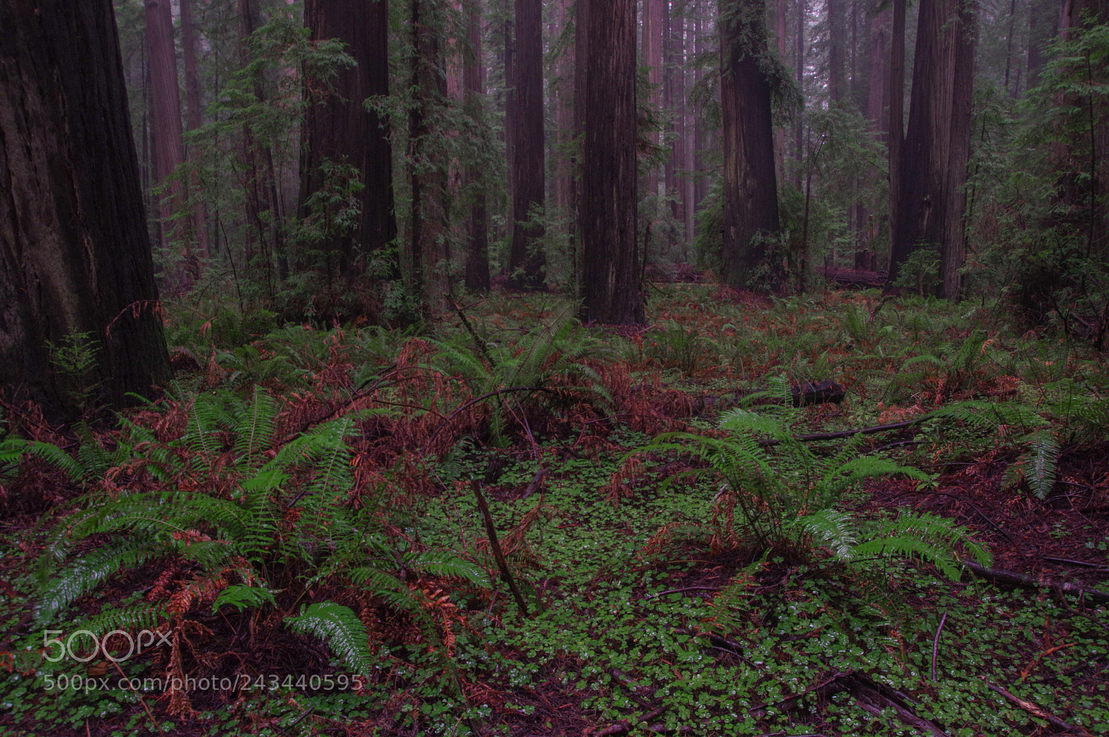 Pentax K-3 sample photo. Redwoods and ferns photography