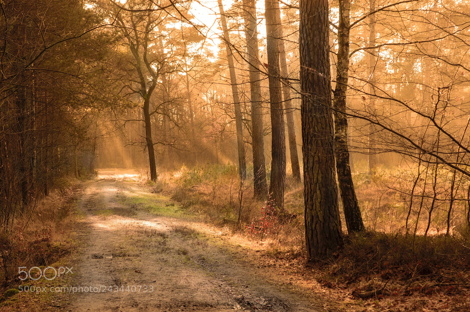 Nikon D90 sample photo. Winter with autumn colors photography