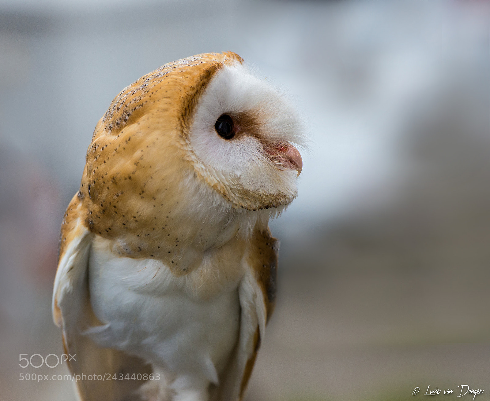 Nikon D610 sample photo. Owl photography