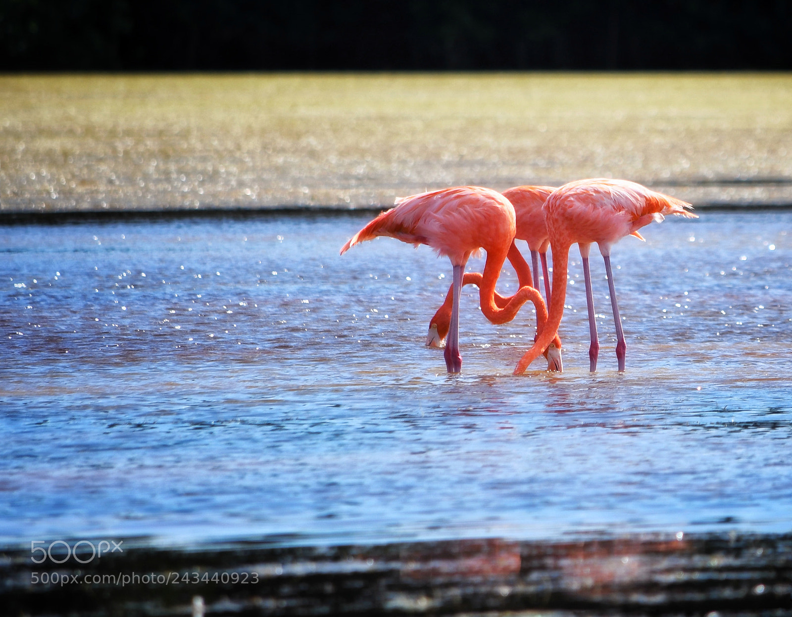Nikon D7500 sample photo. Flamingo americano en su photography
