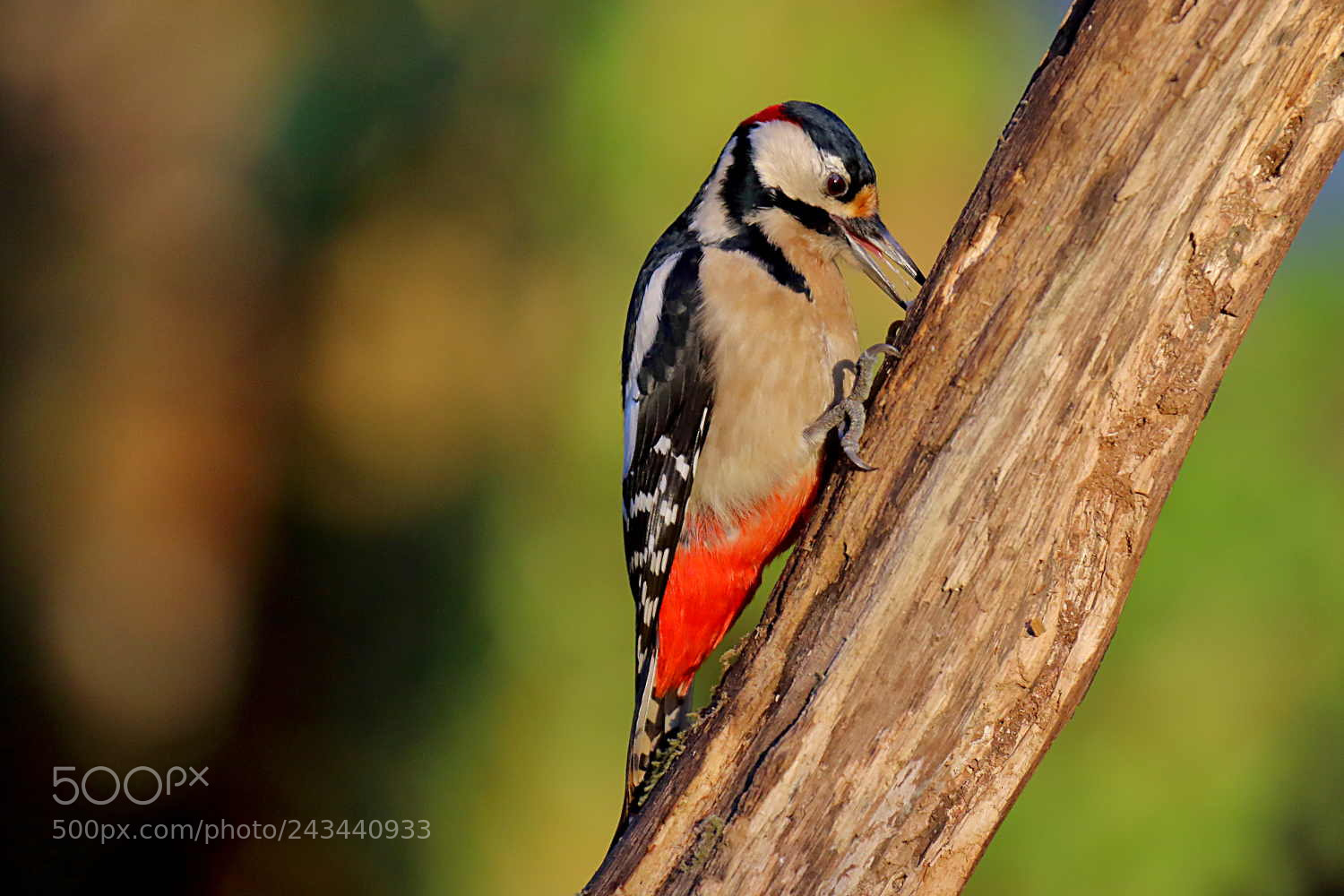 Canon EOS 7D Mark II sample photo. Pic peiche male photography